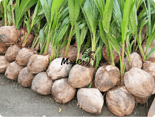 Coconut Tree Sprou