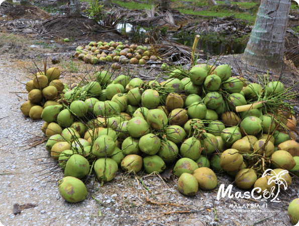 Green Coconut